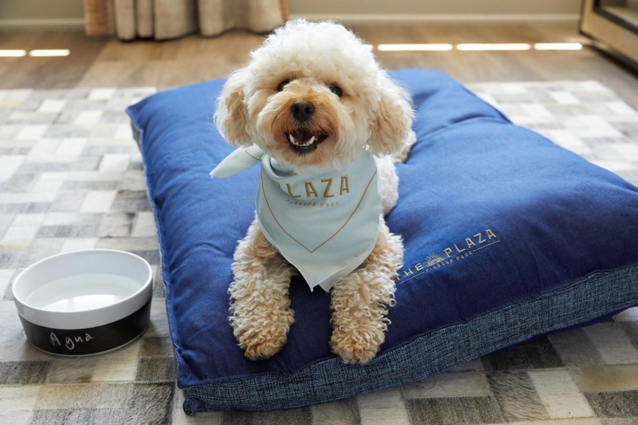 先锋公园广场酒店 艾爾帕索 外观 照片 A dog on a dog bed